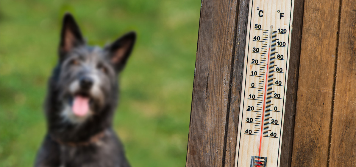 Razumevanje in preprečevanje toplotnih udarov pri psih